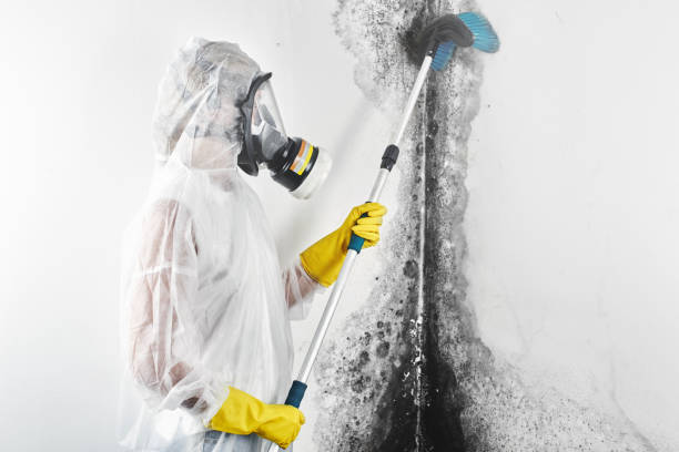 Best Crawl Space Mold Remediation  in Roseland, OH