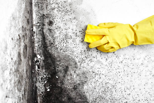 Best Emergency Mold Remediation  in Roseland, OH