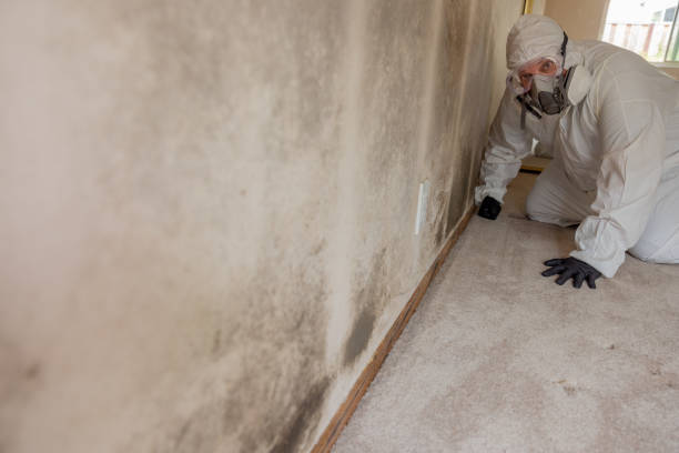 Best Mold Removal for HVAC Installations  in Roseland, OH